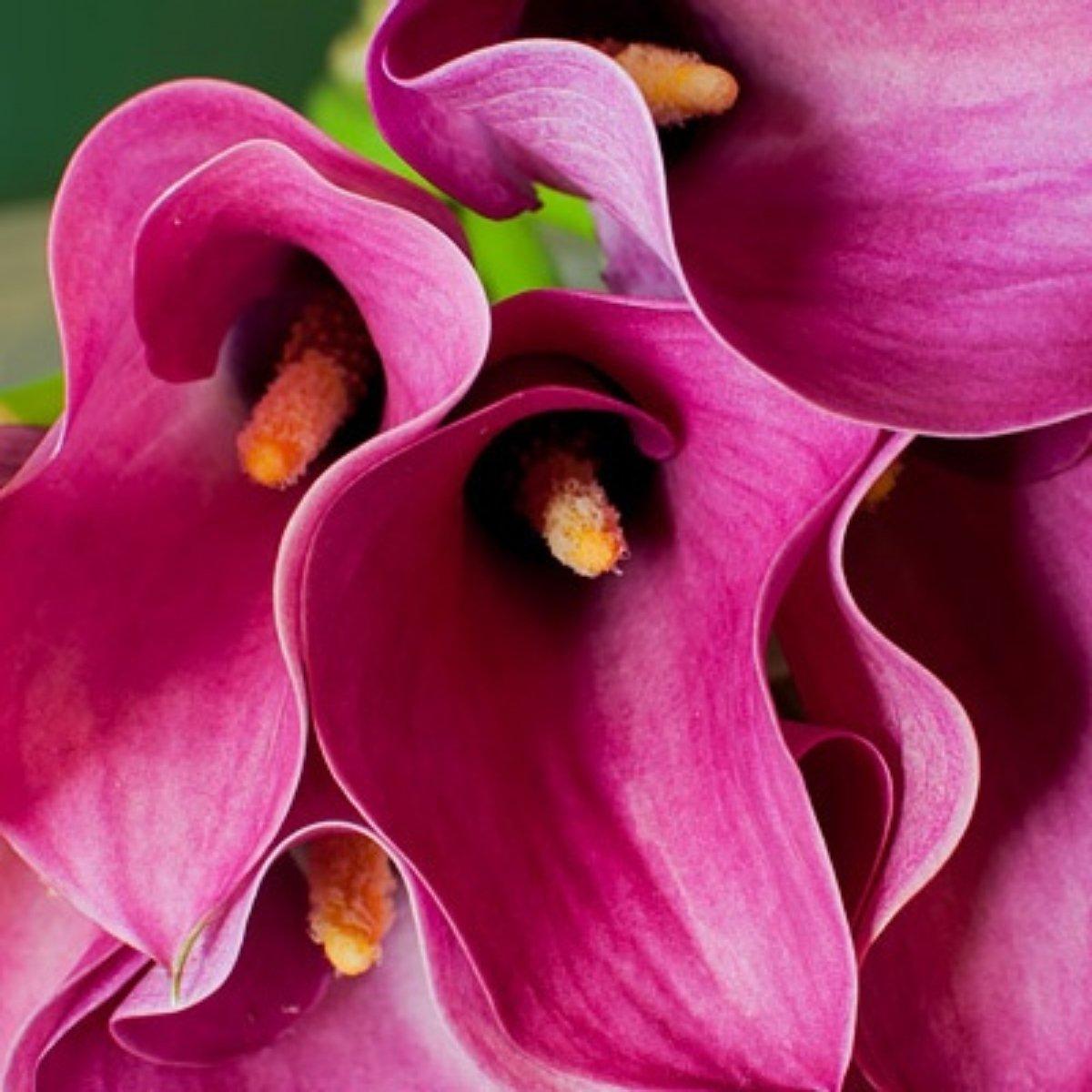 Lily Santander - Oriental Cut 14/16 | Leo Berbee Bulb Company